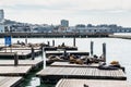 Group of California Sea Lions or Seals relaxing, sunbathing and barking on a pier of  the Fisherman`s Wharf Pier 39  of San Royalty Free Stock Photo