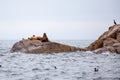A group of California Sea Lions sit on a rock close to the Pacific Ocean guarding their territory. Royalty Free Stock Photo