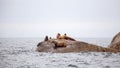 A group of California Sea Lions sit on a rock close to the Pacific Ocean guarding their territory. Royalty Free Stock Photo