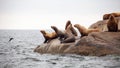 A group of California Sea Lions sit on a rock close to the Pacific Ocean guarding their territory. Royalty Free Stock Photo