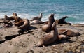 A group of California Sea Lions sunning themselves Royalty Free Stock Photo