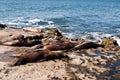 A group of California Sea Lions sunning themselves Royalty Free Stock Photo