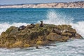 A group of California Sea Lions sunning themselves on the rocks Royalty Free Stock Photo