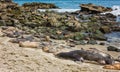 A group of California Sea Lions sunning themselves on the rocks Royalty Free Stock Photo