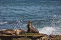 A group of California Sea Lions sunning themselves on the rocks Royalty Free Stock Photo