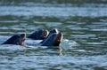 Group of California sea lions swims together while barking, Sooke Harbour