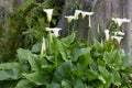 Group of calla flowers in garden. White lily.