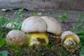 Group of Caloboletus radicans, or rooting bolete or whitish bolete