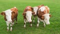 Group of calves grazing on Alpine pasture Royalty Free Stock Photo