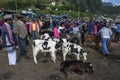 A group of calves wait to be sold at the Otavalo animal market in Ecuador in South America.
