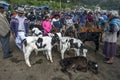A group of calves wait to be sold at the Otavalo animal market in Ecuador in South America.