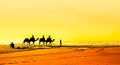 Group of camel at the beach of Essaouira in Morocco