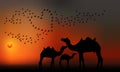 A group of camel in sunset at desert , father, mother and son and birds making heart in the sky.