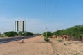 A group of Camels. Camelus dromedarius, grazing under sunny morning at Thar desert,