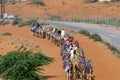 Group of camels in caravan going up the sandy track away from the race track