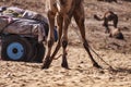 A few camels in Pushkar,Mela Royalty Free Stock Photo
