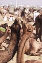 A few camels in Pushkar,Mela