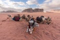 Group of camels chilling in the morning at Wadi Rum desert, Jordan, Middle-East Royalty Free Stock Photo