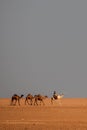 Group of camels in the desert led by the shepherd Royalty Free Stock Photo