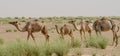 Group of camels in the desert Sahara in Mauritania, North Africa Royalty Free Stock Photo