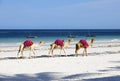 Group of camels on Diana Beach in Kenya, Africa