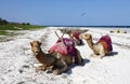 Group of camels on Diana Beach in Kenya, Africa