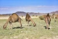 Group of camels eating grass in the desert of Saudi Arabia Royalty Free Stock Photo