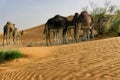 Group of Camels Eating in the Sahara desert in Tunisia Royalty Free Stock Photo