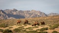 A group of camels graze in front of a mountain range on a green dune on the edge of the Gobi Desert in Mongolia. Royalty Free Stock Photo
