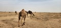 Group of camels grazing in a desert-like terrain, with sandy, arid ground