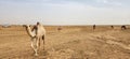 Group of camels grazing in a desert-like terrain, with sandy, arid ground