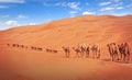 Group Of Camels walking in liwa desert