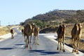 Group of camels in the omani desert Royalty Free Stock Photo