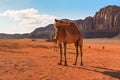 Group of camels, one large animal in foreground, walking on orange red sand of Wadi Rum desert, mountains background