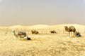 Group of camels in Ong Jemel desert in Tunisia Royalty Free Stock Photo