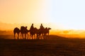 A group of camels walk with two Omani camel riders during the golden hour