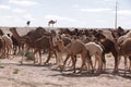 group of Camels in Sahara Desert, in layoun morocco, Herd of camels. Royalty Free Stock Photo