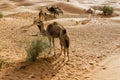 Group of Camels in the Sahara desert in Tunisia Royalty Free Stock Photo