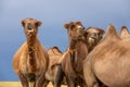 Group camels in steppe