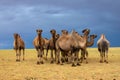 Group camels in steppe and storm sky