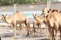 A group of camels in street