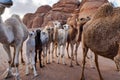 Group of camels with their small calves walking in Wadi Rum desert, closeup wide angle detail Royalty Free Stock Photo