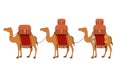 Group of camels transport trunks Royalty Free Stock Photo
