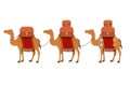 Group of camels transport trunks