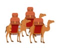 Group of camels transport trunks Royalty Free Stock Photo