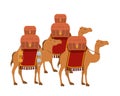 Group of camels transport trunks