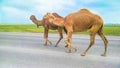 A group of camels walking on a highway, road Royalty Free Stock Photo