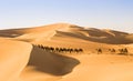 Group Of Camels walking in liwa desert in Abu Dhabi