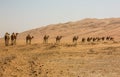 Group Of Camels walking in liwa desert