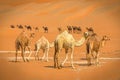 Group Of Camels walking in  liwa desert Royalty Free Stock Photo